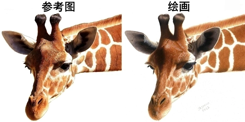 彩色铅笔画 长颈鹿 参考照片 写实