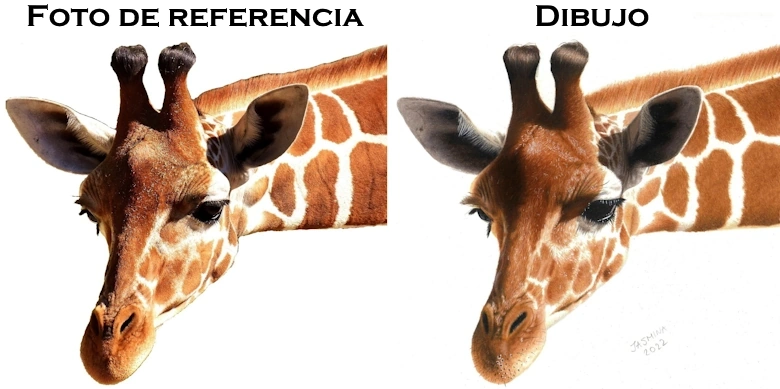 dibujo de jirafa con lápices de colores foto de referencia realismo
