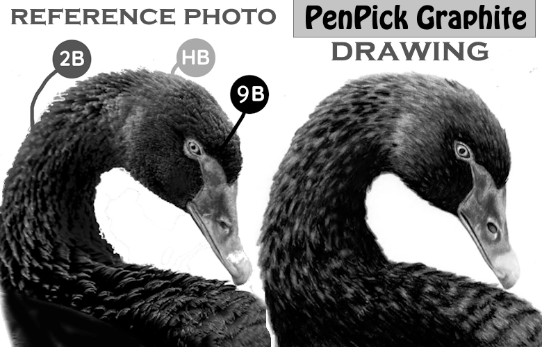 graphite pencil picker reference photo swan drawing realistic shades