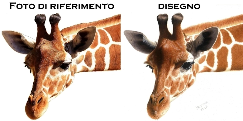 disegno a matita colorata di giraffa foto di riferimento realismo