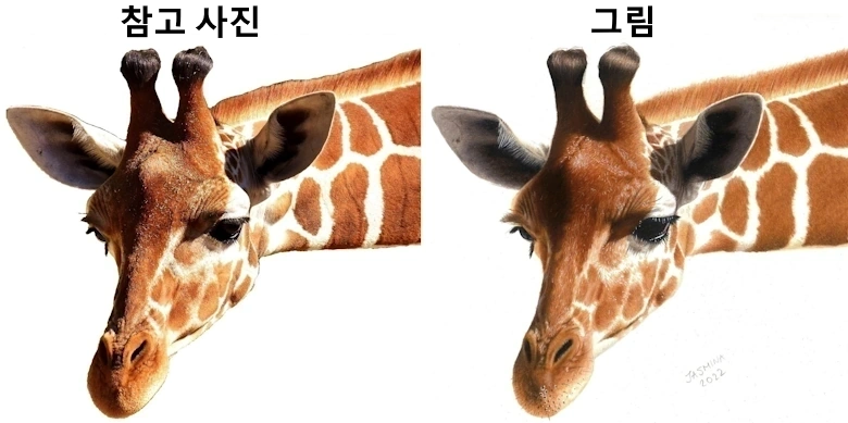 색연필 드로잉 기린 참고 사진 사실감