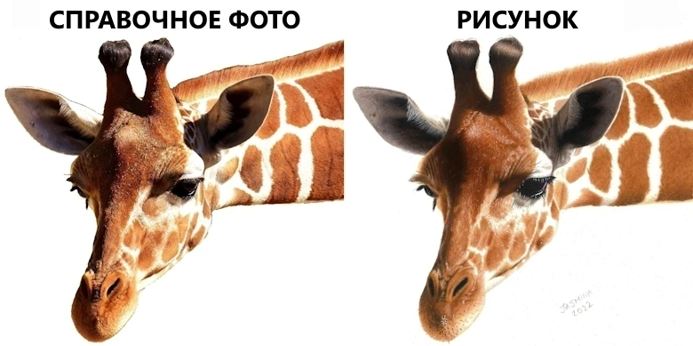 реалистичный рисунок жирафа цветными карандашами
