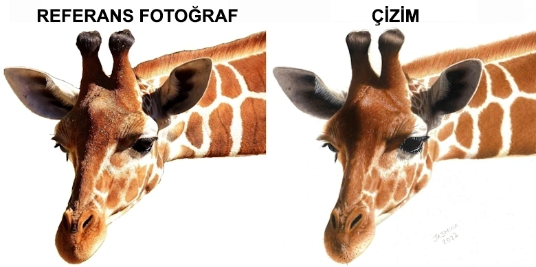 renkli kalemle zürafa çizimi referans fotoğrafı gerçekçilik